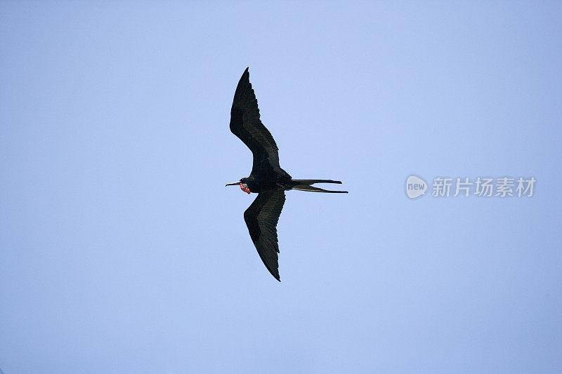 华丽的军舰鸟(Fregata magnificens)